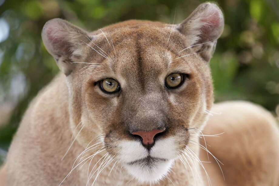 man-fights-off-kills-mountain-lion-that-attacked-him-on-colorado-trail