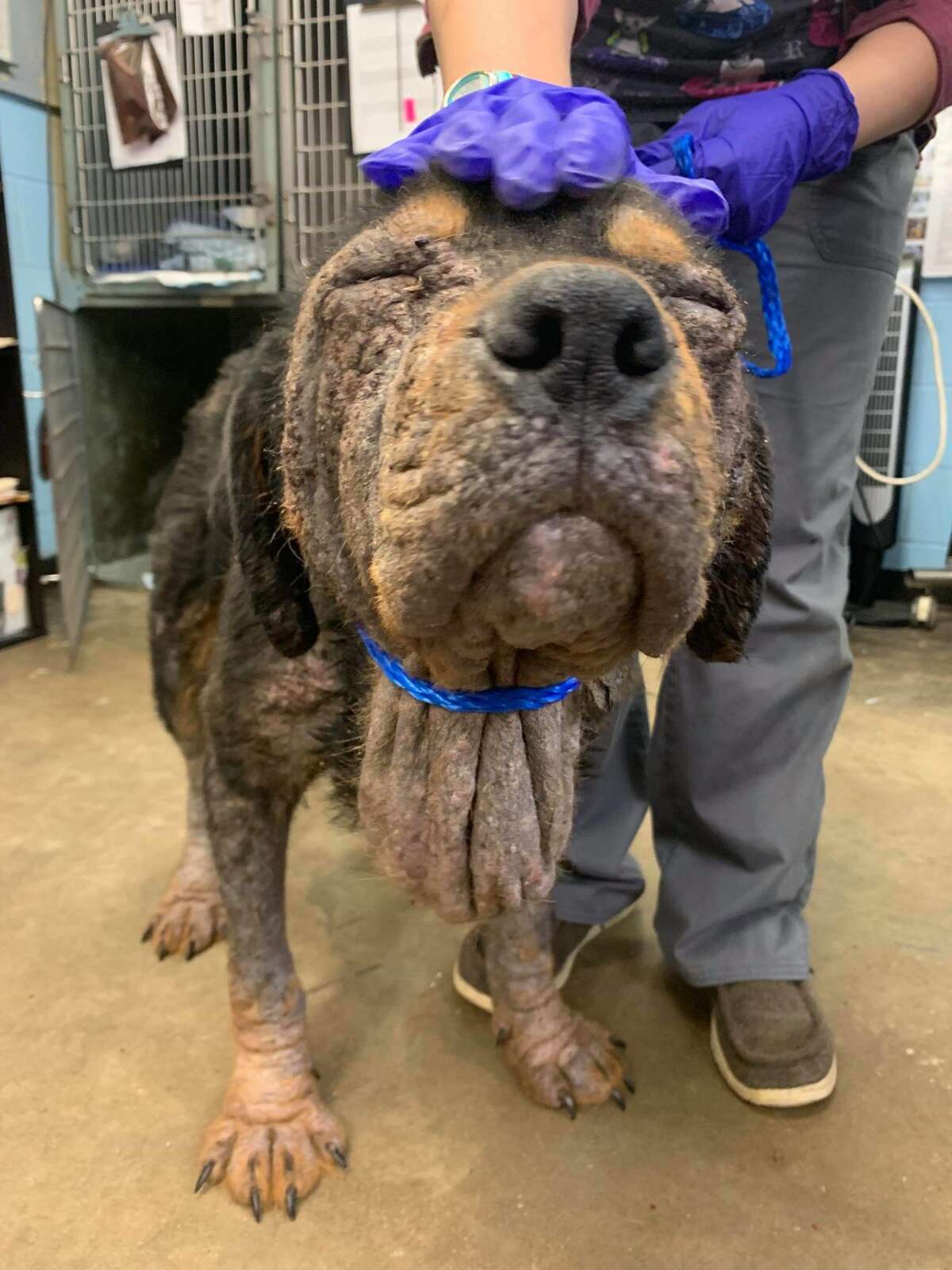 Theodore The Rottweiler Found In Horrific Conditions Off The Side Of A Baytown Road Needs Your Help