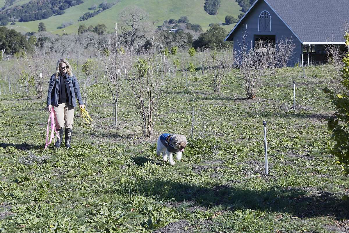 Northern California is suddenly awash in locally grown black truffles