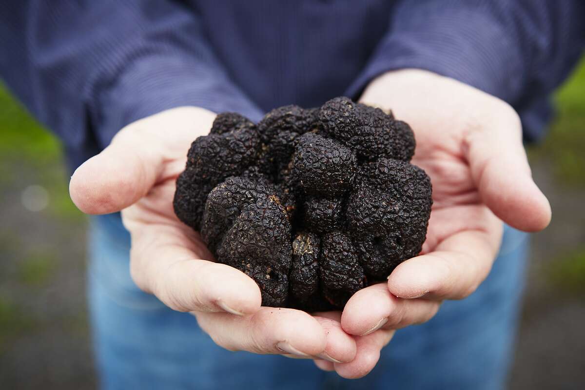 Northern California is suddenly awash in locally grown black truffles