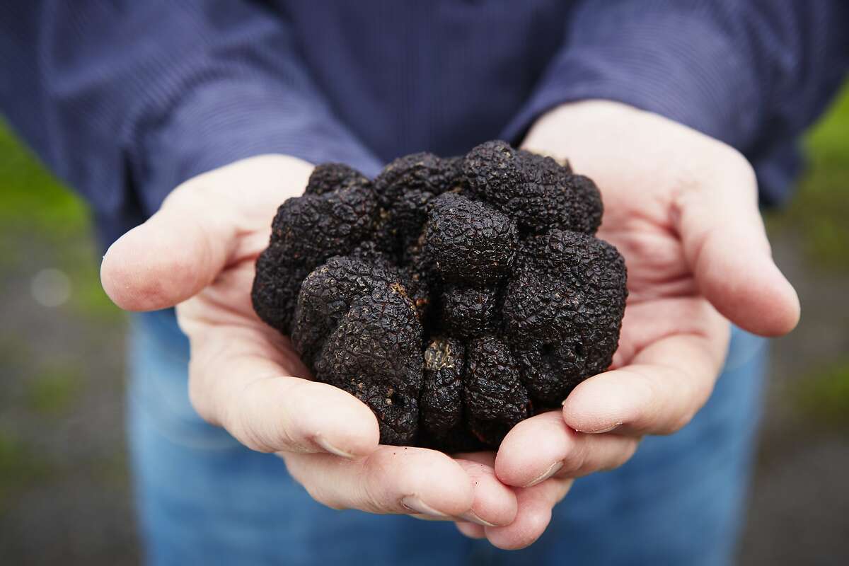 Black Perigord truffles, truffle dogs and the truffle hunt at Jackon Family Wines in Santa Rosa.