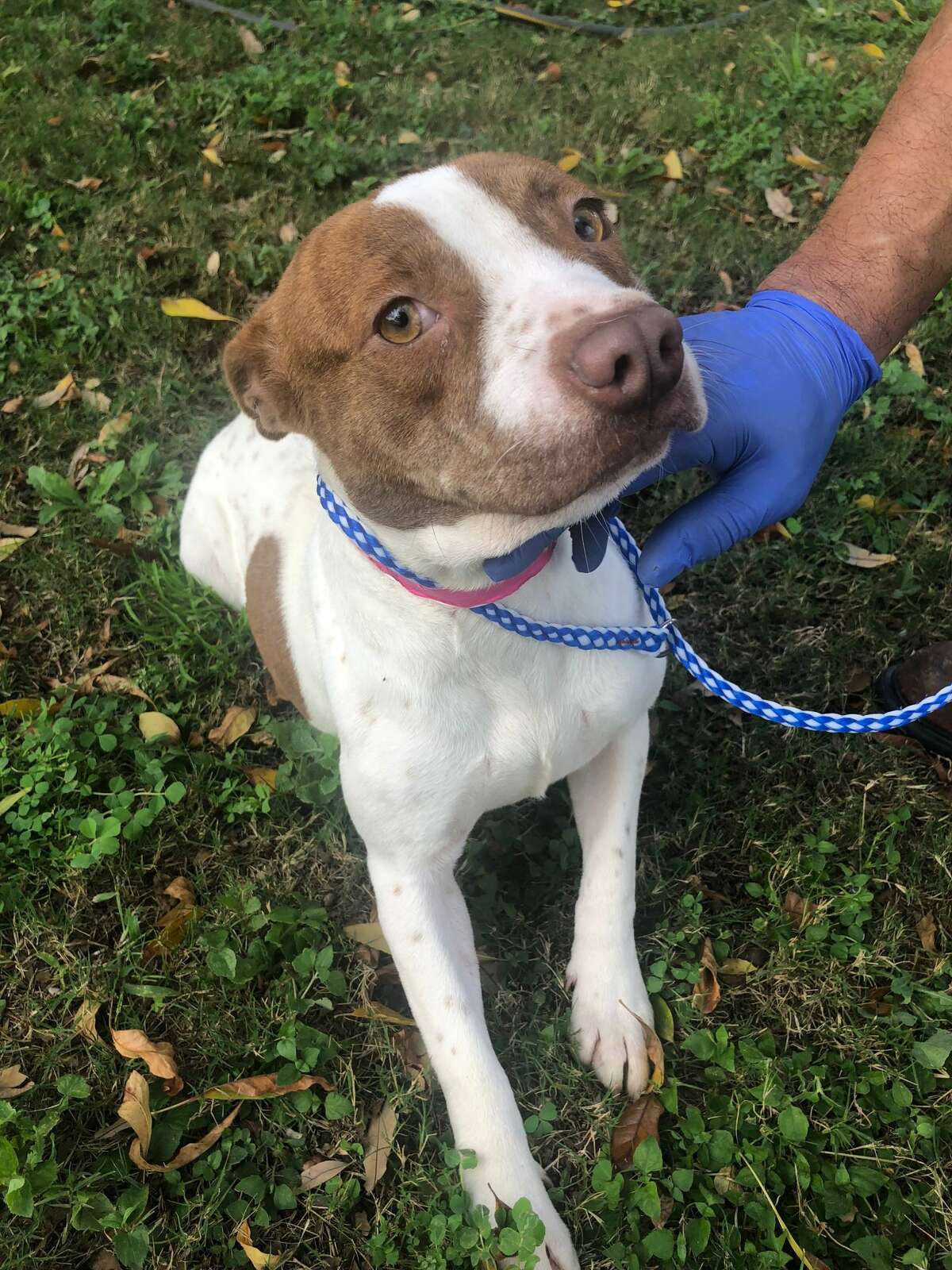Riley: Hi, I’m Riley. I’ve been at the shelter since 12/17/18. I am a female pitbull mix and I am 2 years old. I weigh 27.6 pounds and am negative for all canine diseases. I’ve been microchipped, de-wormed and I am vaccinated against rabies. I’m up to date on all other vaccines and I am currently in search of my forever home. I don’t do well on a leash, but I like to be carried. I have a lot of love to give and enjoy being pet. Come visit me today! My ID number is #113249.