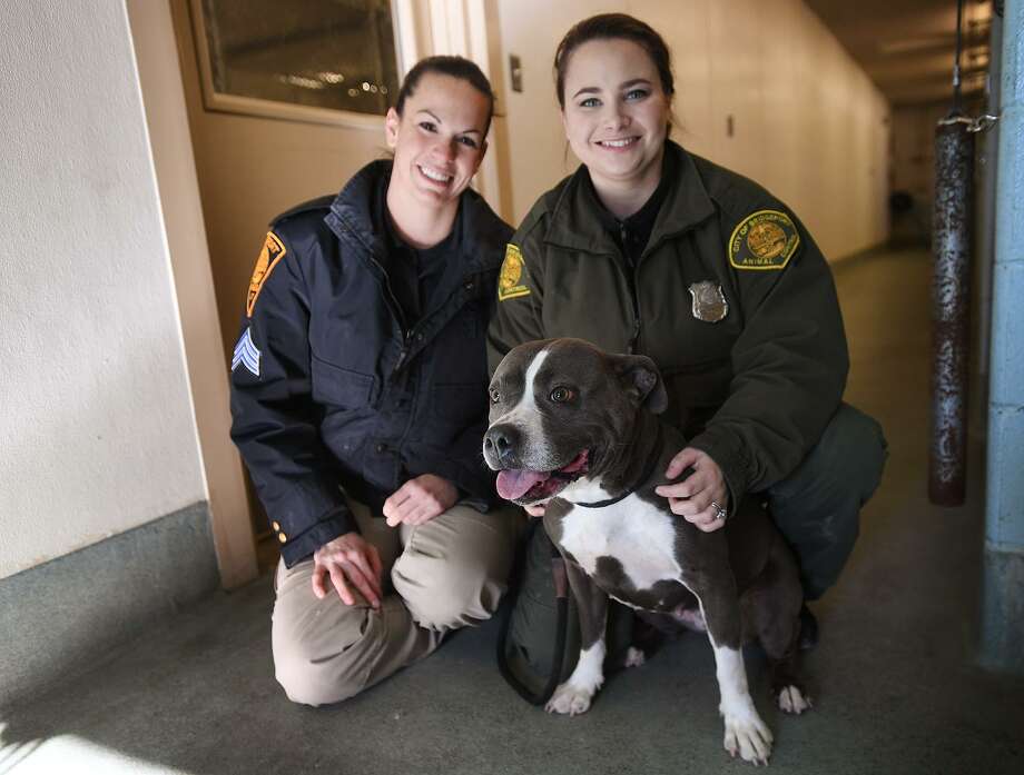 Animal Shelter Jobs In Ct