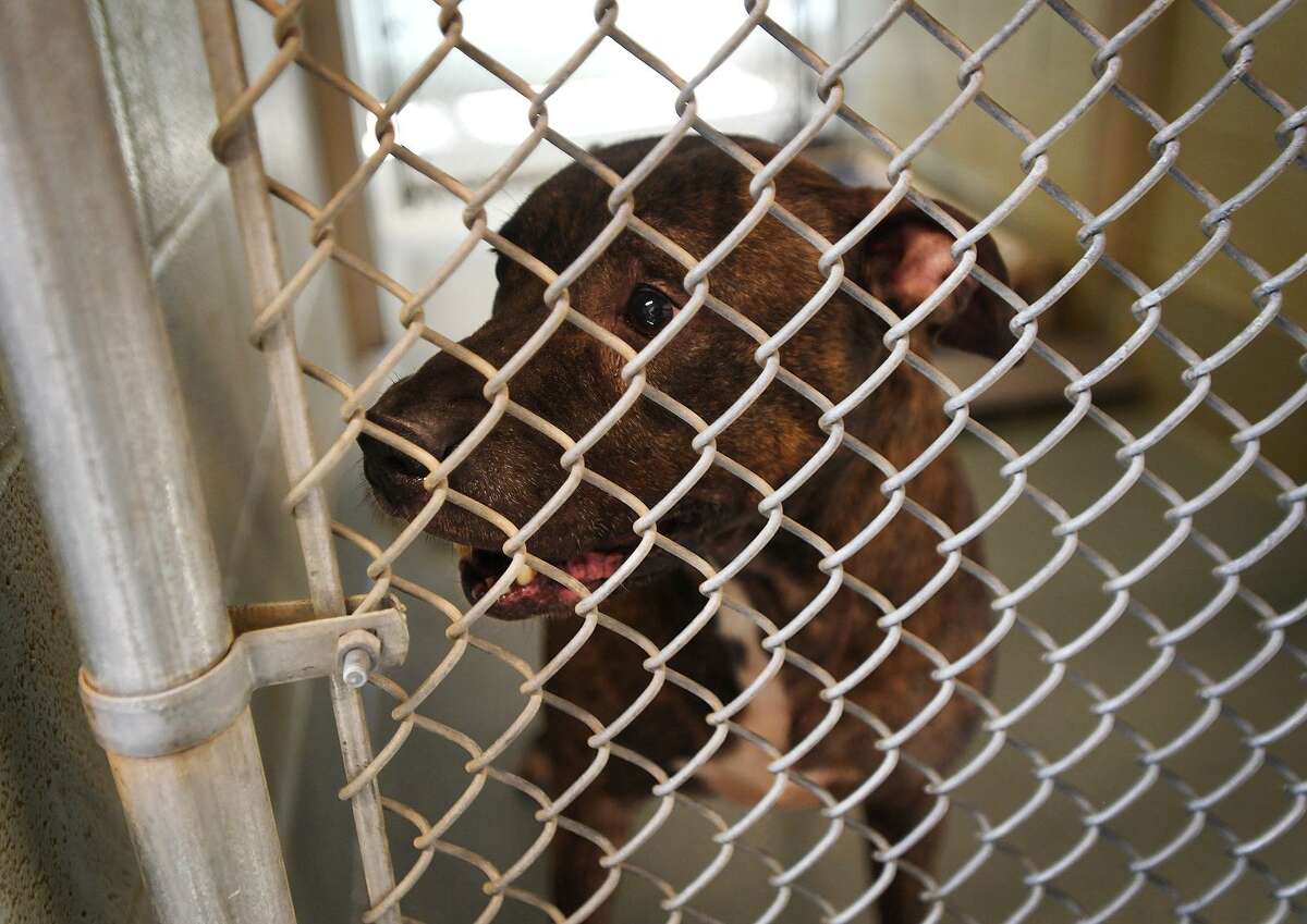 bridgeport animal shelter