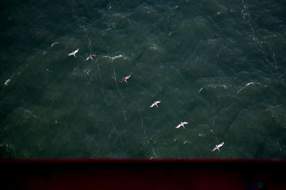 A flock of birds fly beneath the Golden Gate Bridge at sunset on July 5, 2018 in San Francisco, Calif.  At 11:45 a.m. on Sept. 20, 2013 Kyle Gamboa stopped his truck in the middle of the highway, stepped out, ran onto the pedestrian walkway and jumped off the Golden Gate Bridge to his death. Photo: Liz Moughon / The Chronicle