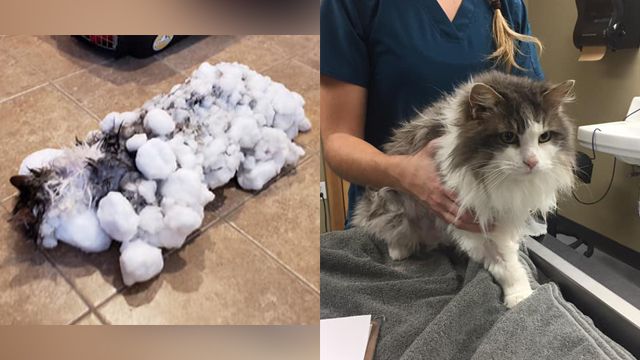 Fluffy The Cat Nursed Back To Health After Being Found Essentially Frozen