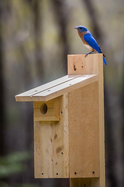 Woodbury nature center to hold bluebird nesting box workshop