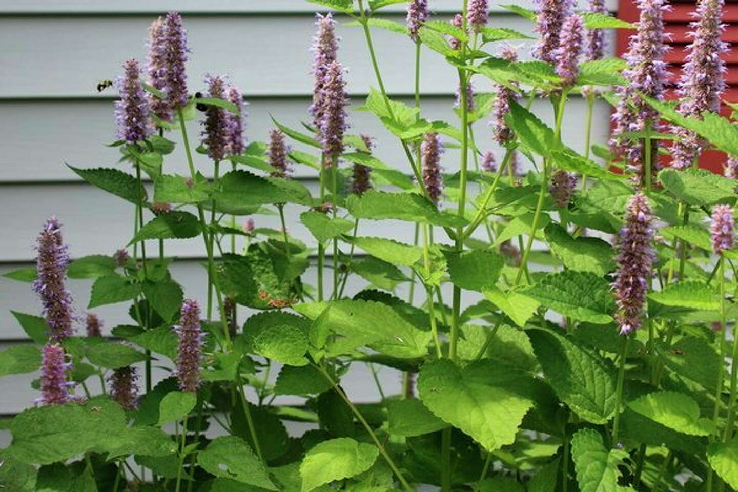 Black jelly beans move over Here comes anise hyssop, Herb of the Year 2019