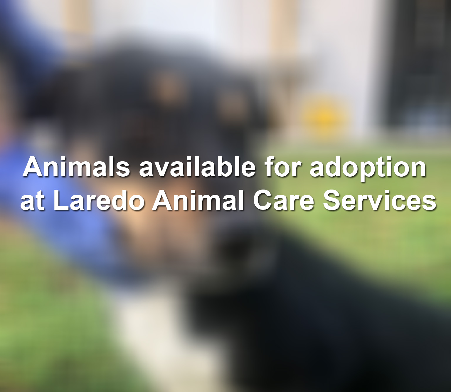 Meet the animals available for adoption at Laredo Animal Care Services