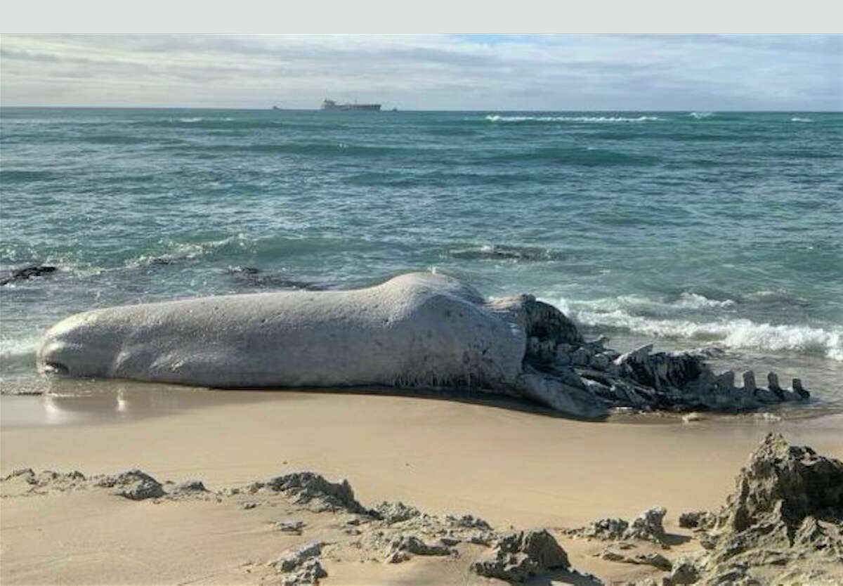 Scientists performed a necropsy on a sperm whale carcass that washed up on Hawaii's Oahu island. Photos were taken with a NOAA permit.