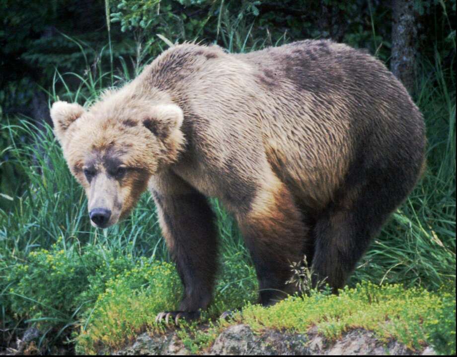 A brown bear lurks in the wilderness of Katmai National Park in Alaska in this undated file photo. Photo: Associated Press / AP