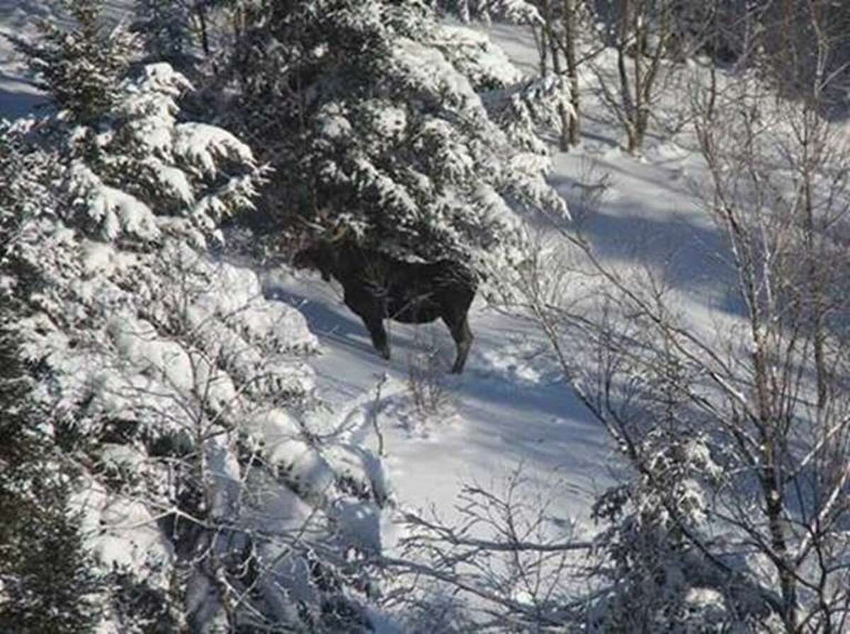 State takes to the air for Adirondack moose count