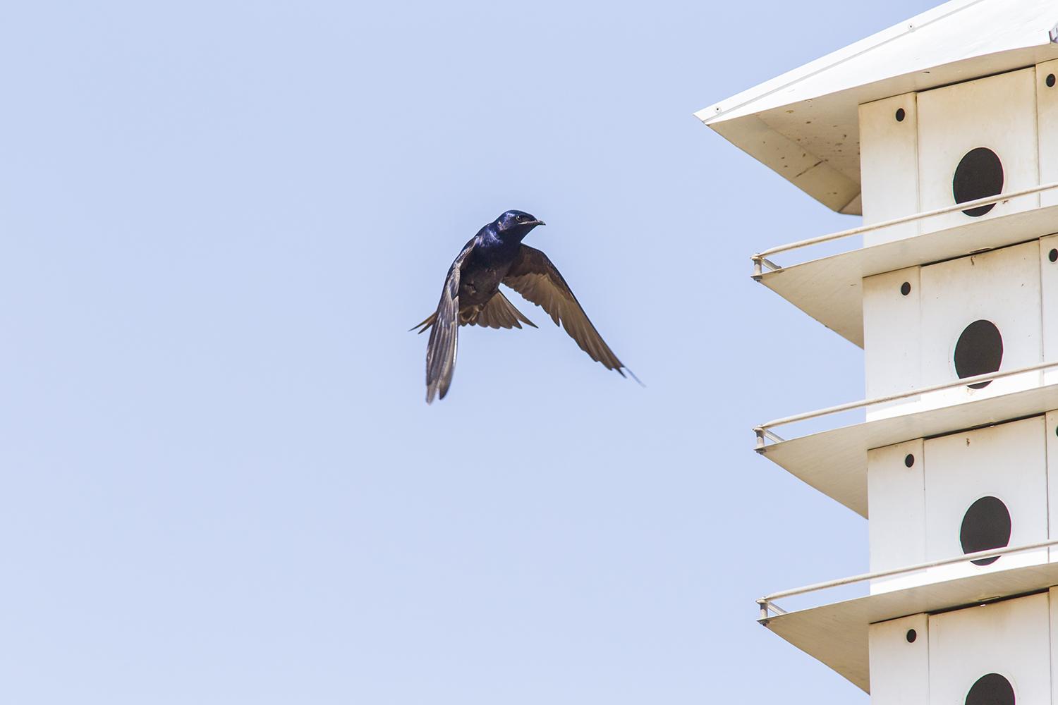 martin nest boxes