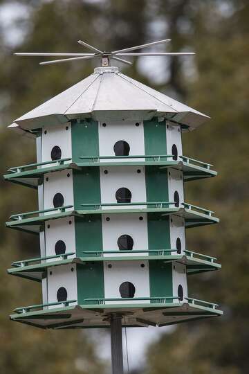 Here’s hoping Purple Martins move in to Houston nest boxes