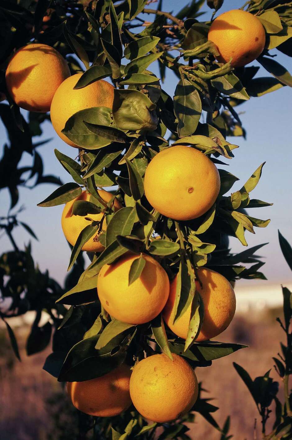 Urban Harvest hosts huge fruit tree sale