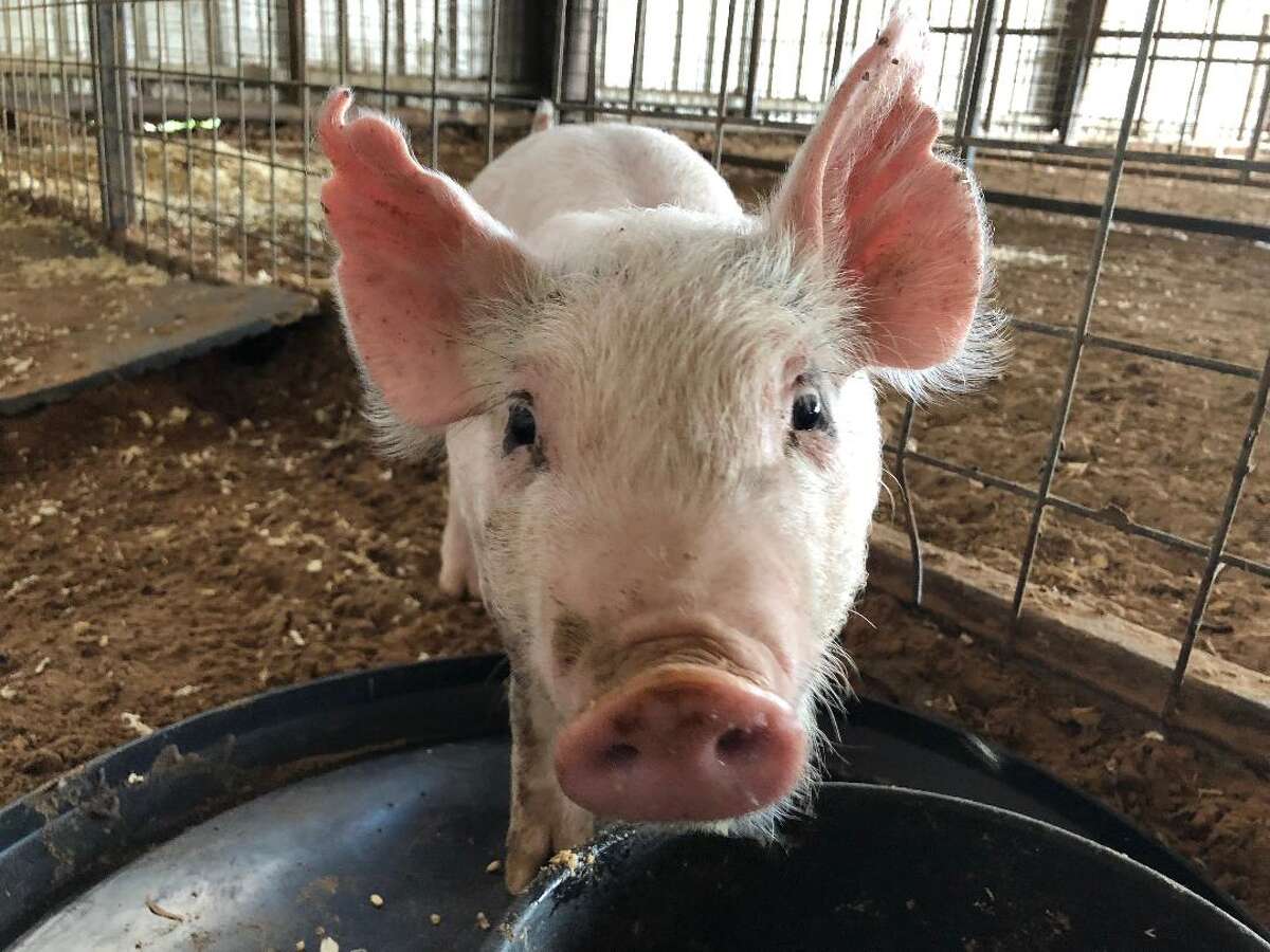 Loving moment between a girl and her pig at the San Antonio Stock Show & Rodeo goes viral