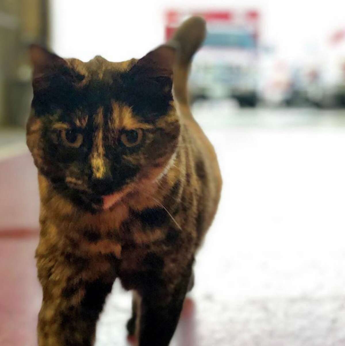 The employees at San Francisco Fire Department Station 49 say they are being asked to get rid of their cat, Edna, after an anonymous complaint was made. Those at Station 49 argue that the cat is a stress reliever, and have launched a social media campaign dubbed #ednastays in hopes that Edna will be allowed at the station.