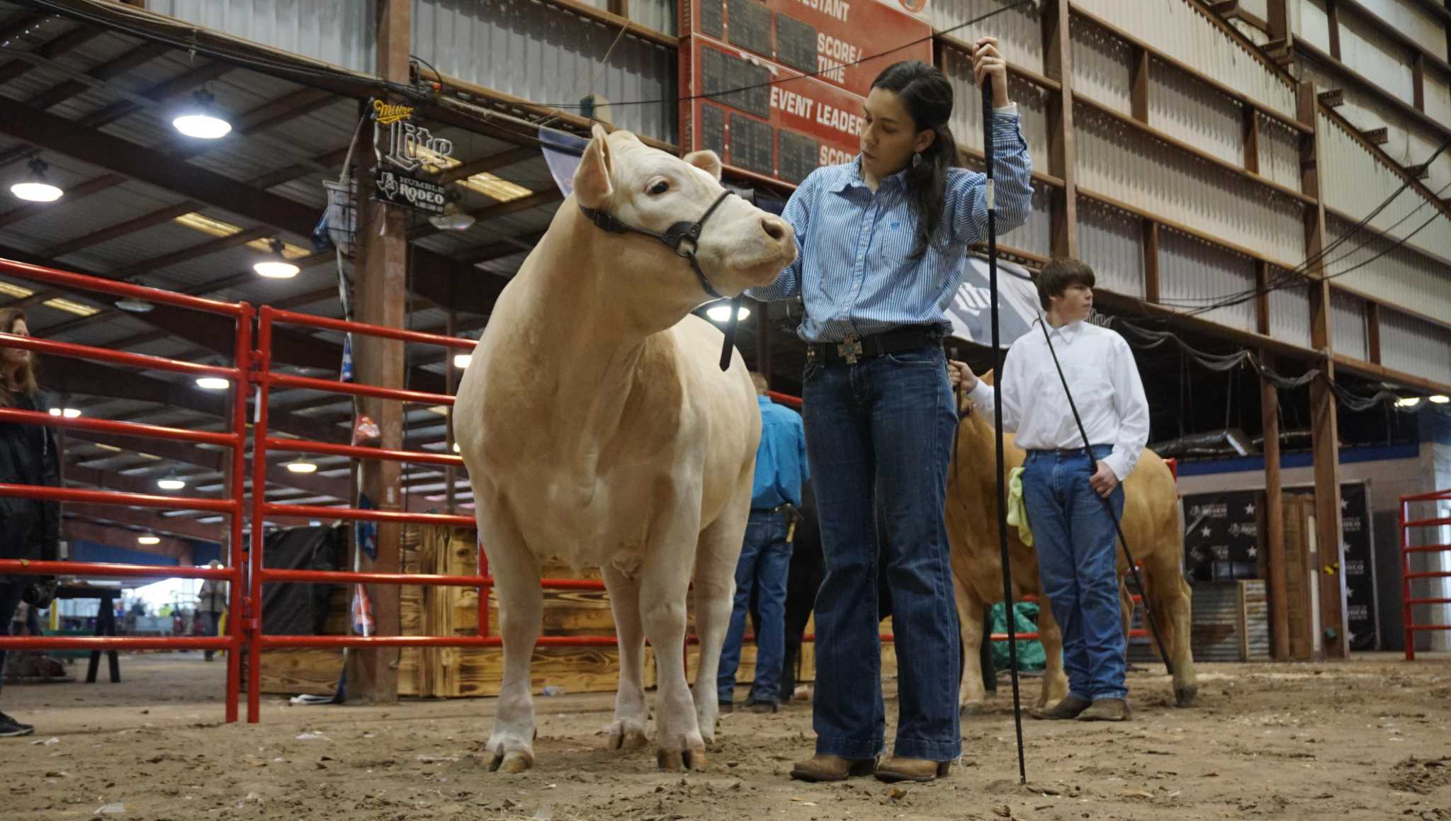 Livestock show serves as Humble Rodeo opener on Jan. 20