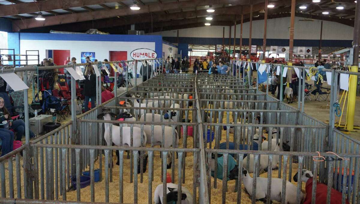 Livestock show serves as Humble Rodeo opener on Jan. 20