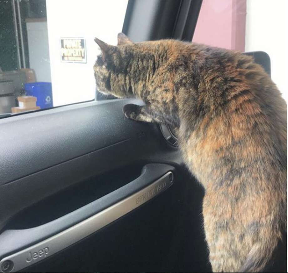 Edna The Cat Officially Removed From Sf Fire Facility And She