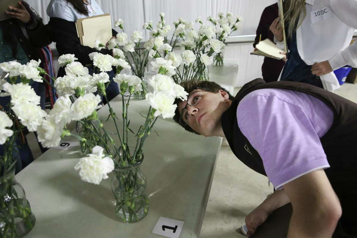 Trent Hurst gets a close look at an arrangement of carnations as area agriculture students compete in a floriculture judging contest at the San Antonio Stockshow on Thursday, Feb. 7, 2019. The $1.9 billion Americans spend on Valentine's Day roses is just a fraction of a global floriculture industry that is valued at about $43 billion annually and is registering an annual growth rate of about 7 percent. Programs in floral design have sprouted up in commujnity colleges and high school agriculture departments, and supermarket chains like H-E-B are putting out everything from kitchen table carnations to complete wedding arrangements. Just about all cut flowers are imported, with cargoes full of orchids and exotic tulips crossing oceans every day. (Kin Man Hui/San Antonio Express-News)