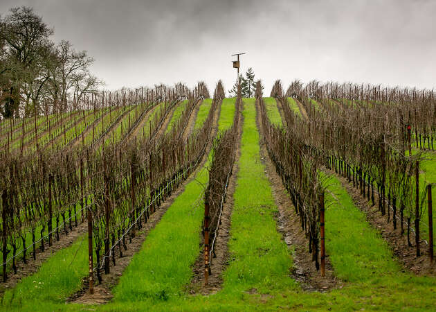 Take a beautiful Sonoma Coast wine tour