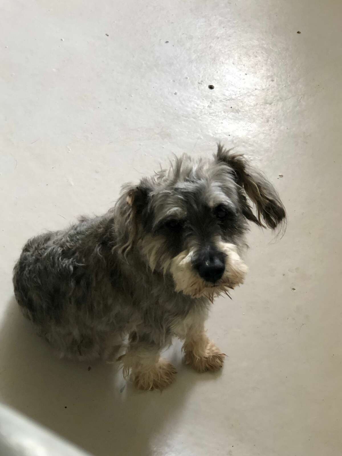 Meet the animals available for adoption at Laredo Animal Care Services