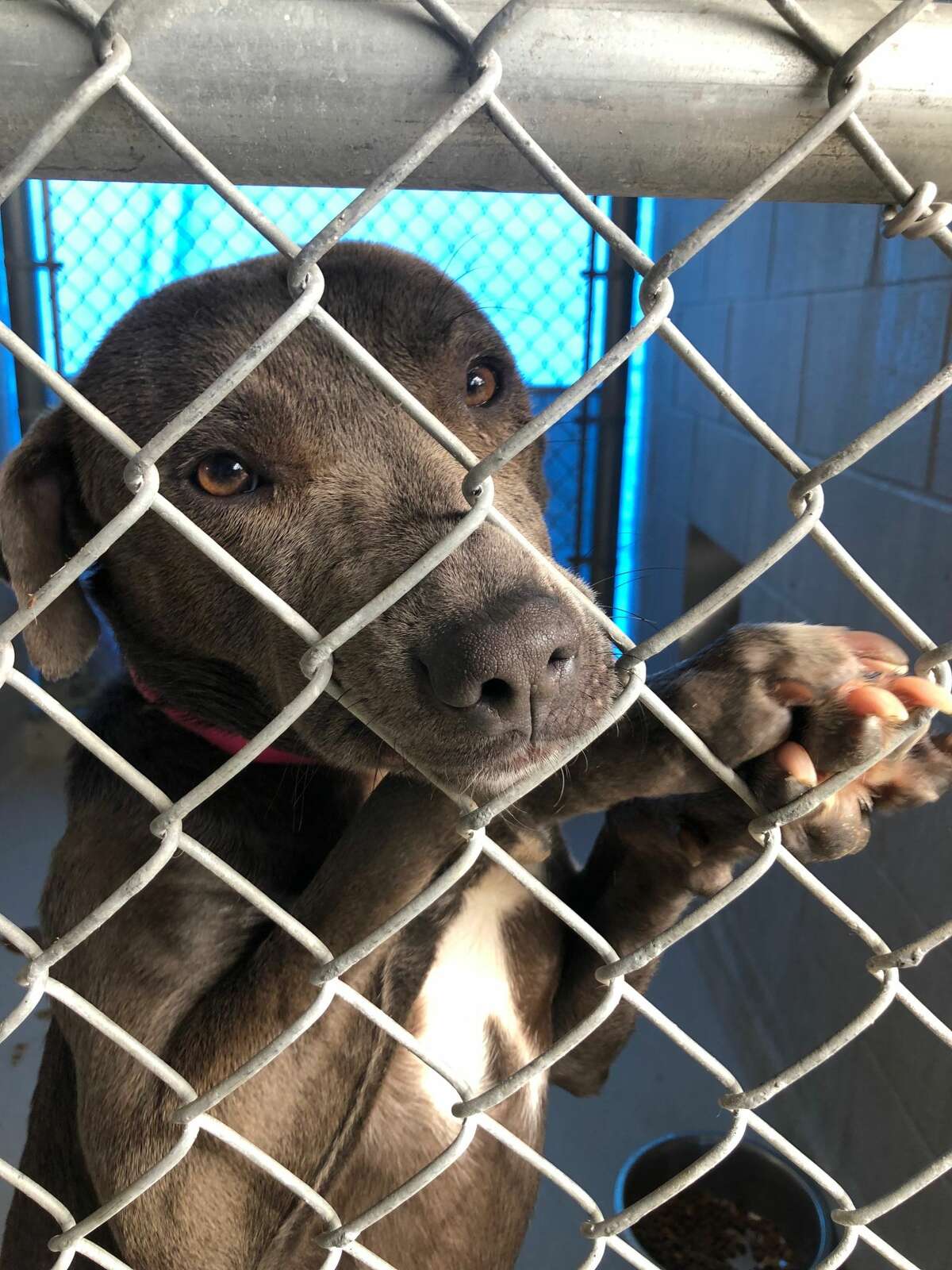 Meet the animals available for adoption at Laredo Animal Care Services