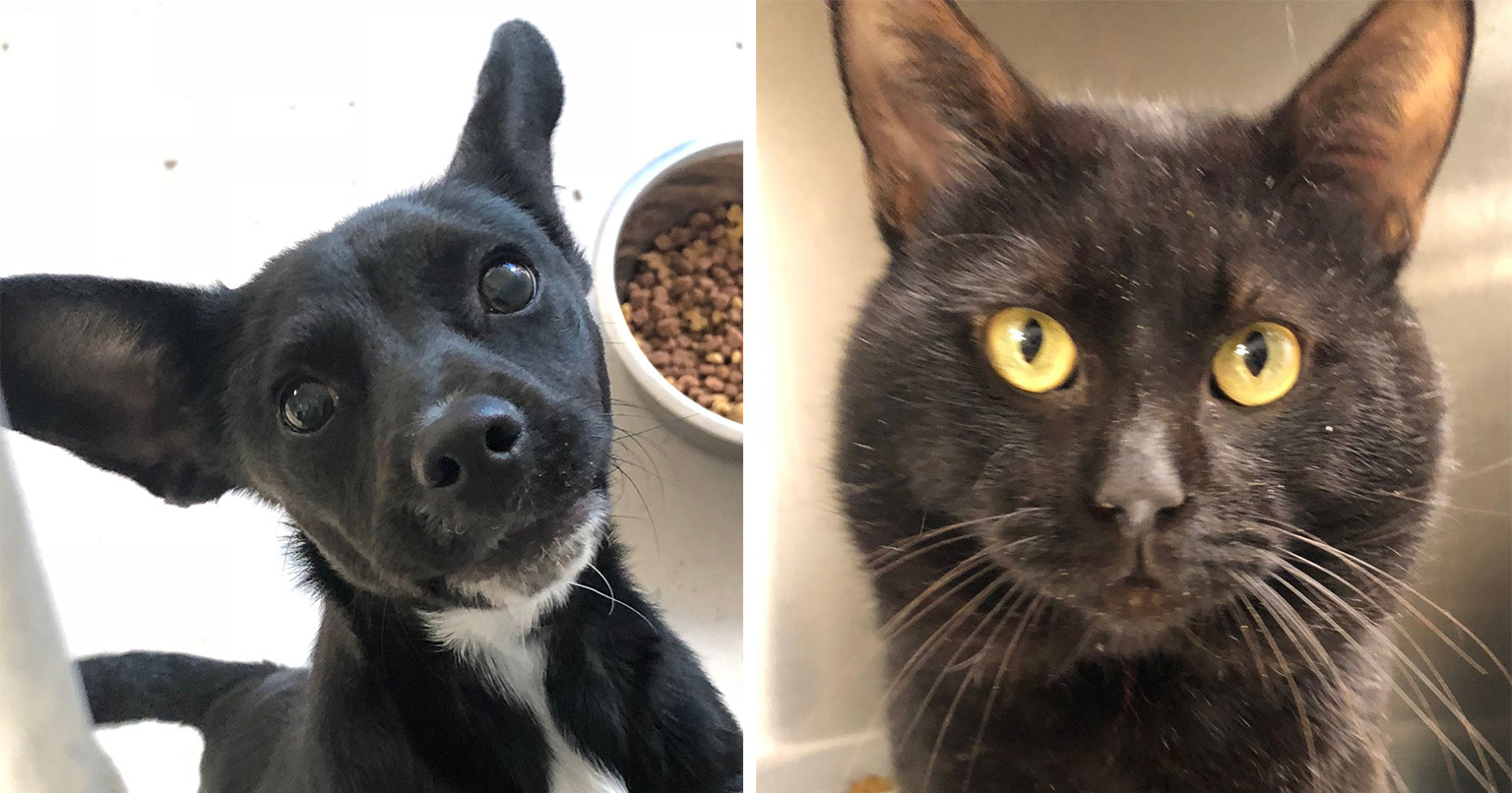 Meet the animals available for adoption at Laredo Animal Care Services