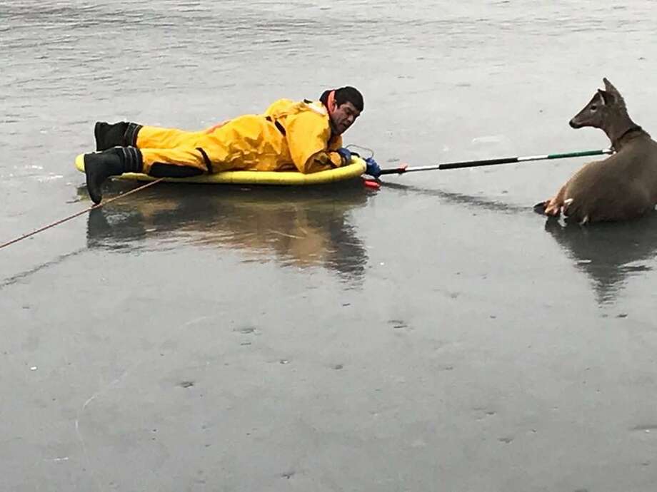 Deer Stranded On Ice In Woodbridge Rescued New Haven Register new haven register