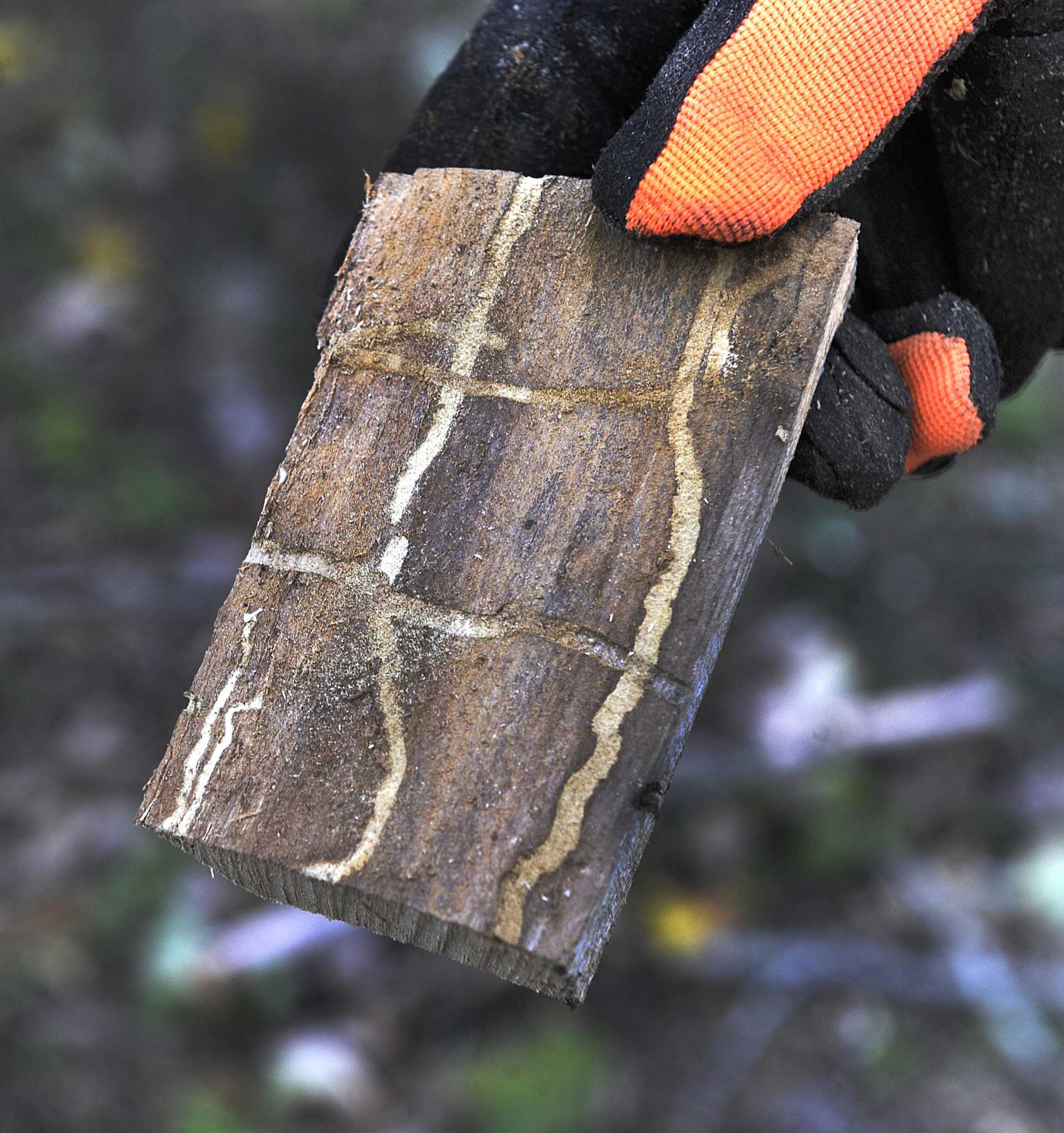 Every ash tree in CT to die within the decade