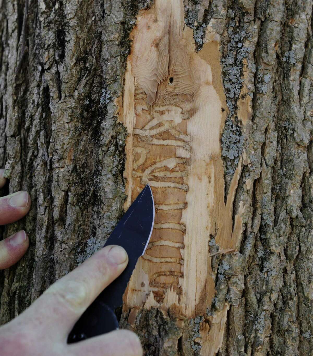 Matt Bartelme strips away bark on an ash tree to expose evidence of an infestation of emerald ash borer, a tree-killing pest, at a Danbury, Conn., home, Friday, March 11, 2016.