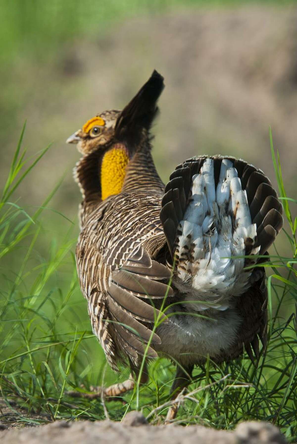 The Houston Zoo is making a concerted effort to bring back the Attwater's Prairie Chicken, which is currently an endangered species.