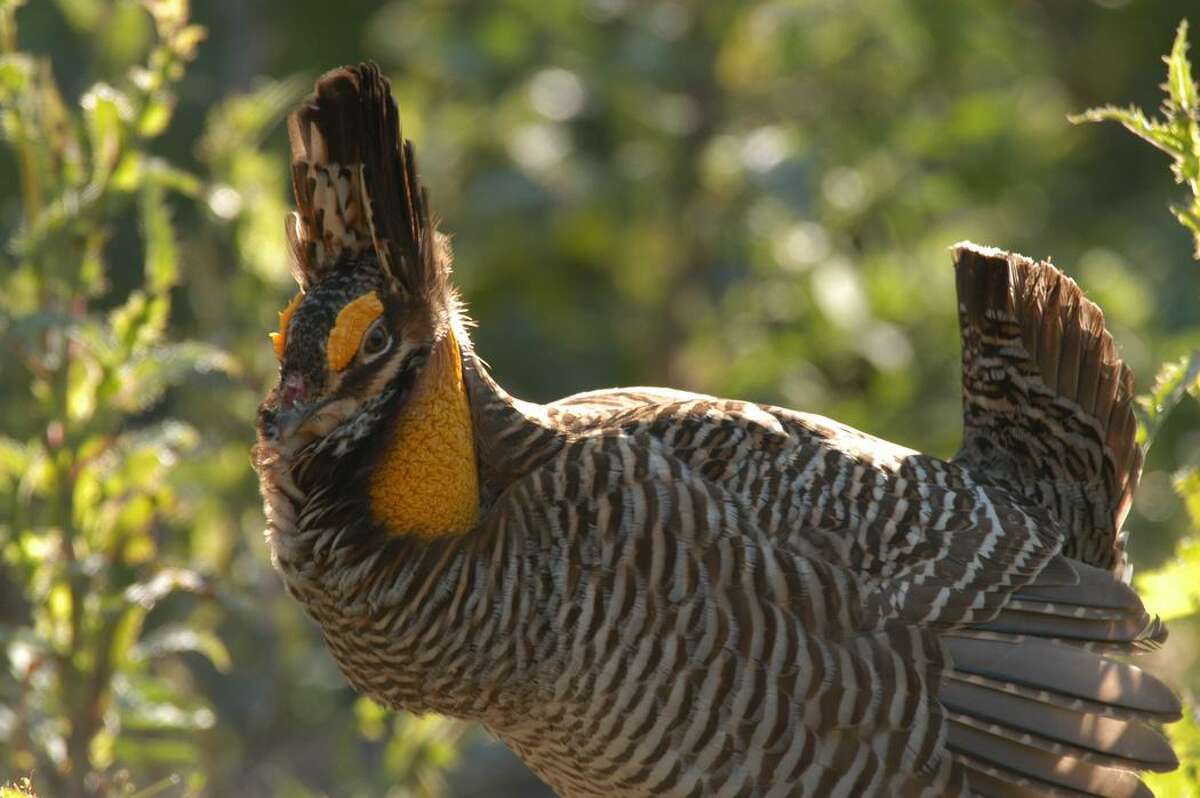 ‘match.com For Chickens’: Houston Zoo’s Secret Weapon For Saving A Species