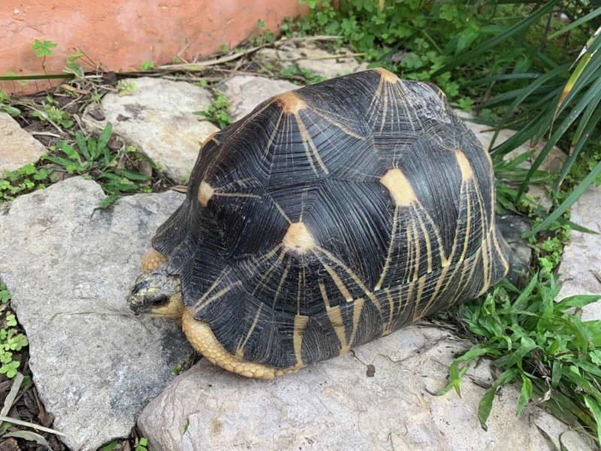 Julio Cesar Marroquin, 23, was charged with State Jail Felony Theft Tuesday in connection to a 14-year-old tortoise that was reported stolen from Gladys Porter Zoo in Brownsville last week.