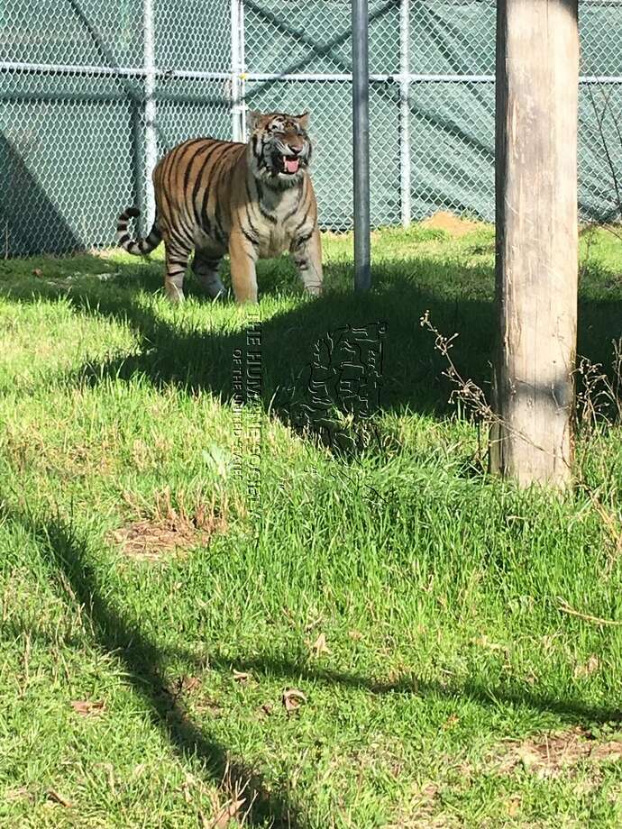 photos show houston tiger frolicking in new home