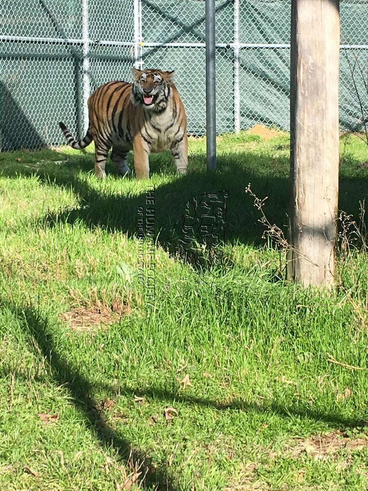 Photos show Houston tiger frolicking in new home
