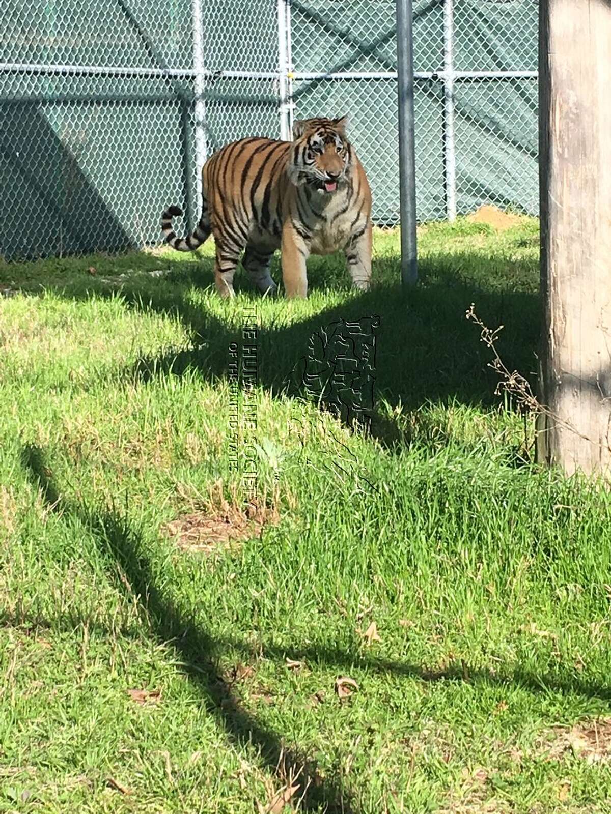 Photos show Houston tiger frolicking in new home