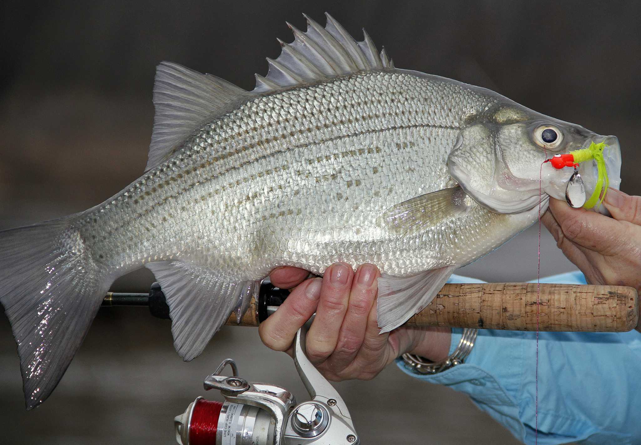 The white bass are here! And they're biting!