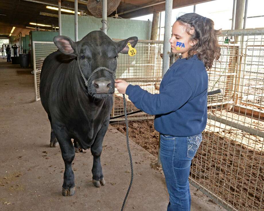 Scenes From The First Day Of The Katy Isd Ffa Livestock Show And Rodeo