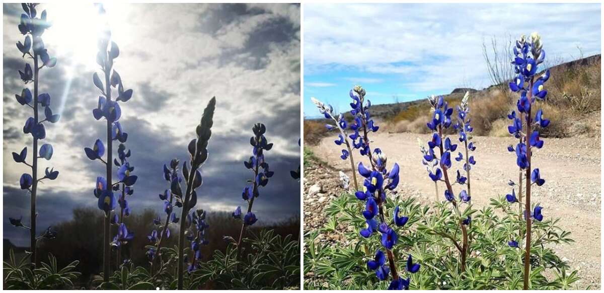 Bluebonnets have begun to bloom across Texas, the Texas Parks and Wildlife Department announced via an Instagram post Feb. 13, 2019.
