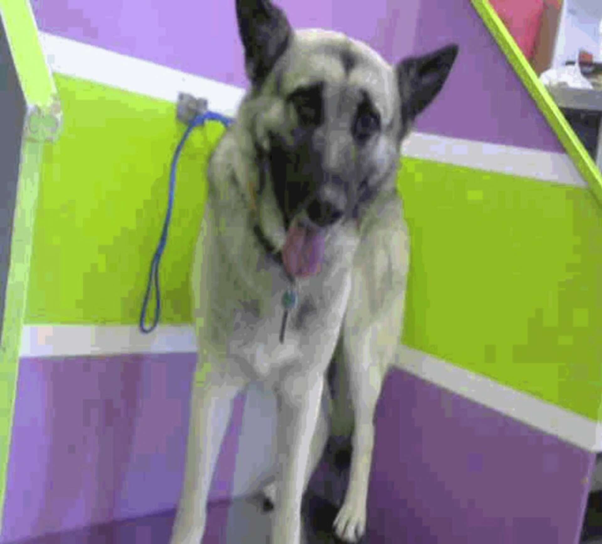 Police: Houston man arrested after offering-up dog for bestiality to  undercover officer