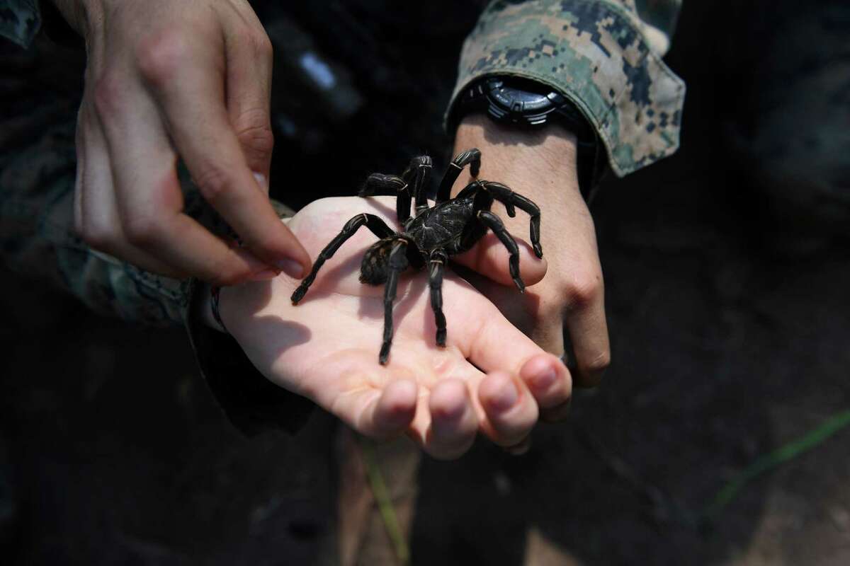 US Marine soldiers hold a tarantula during a jungle survival training with Thai soldiers in the joint 'Cobra Gold' military exercise in Chantaburi province on February 14, 2019. - The US and Thailand hold on February 14, the annual joint 'Cobra Gold', the largest US-led military exercises in Asia involving gruelling drills in the Thai jungle, war games, humanitarian assistance and disaster relief exercise. (Photo by Lillian SUWANRUMPHA / AFP)LILLIAN SUWANRUMPHA/AFP/Getty Images