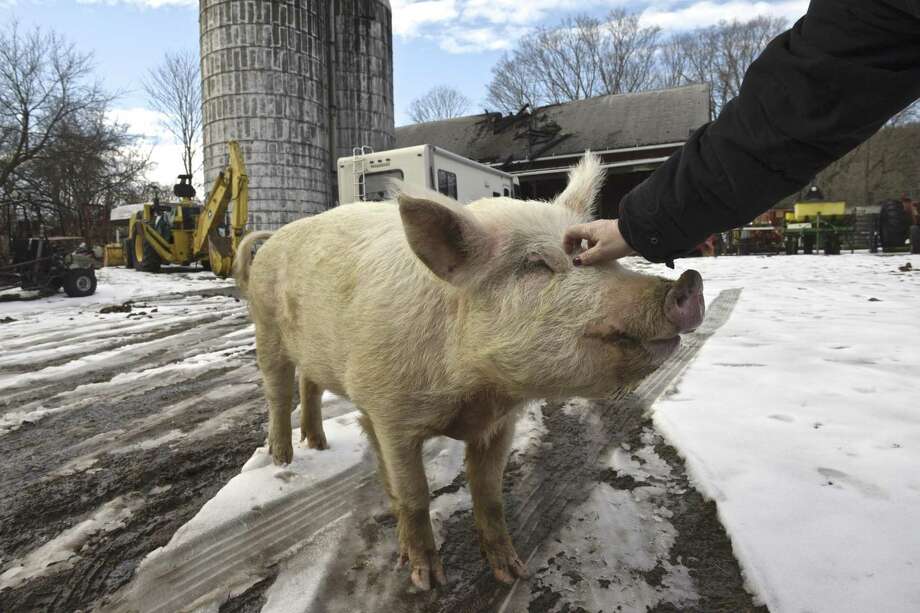 Most animals escape New Milford barn fire NewsTimes