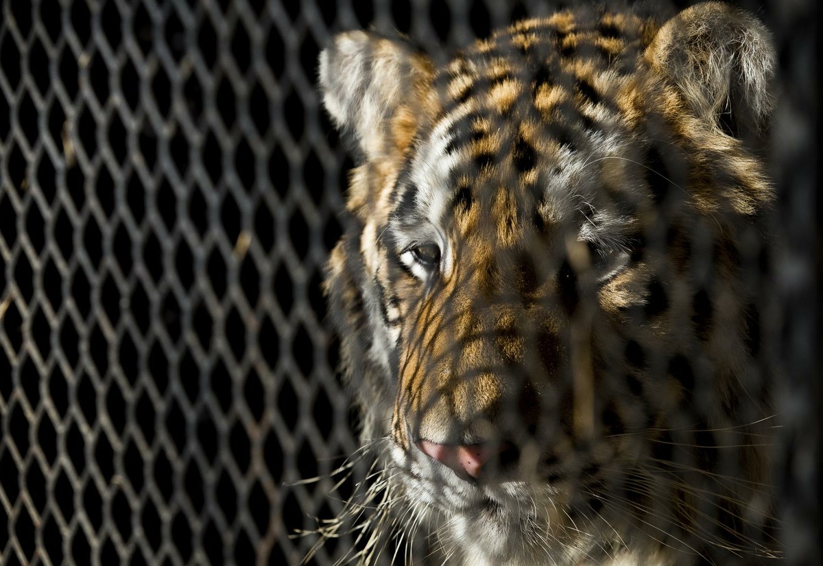 In this Tuesday, Feb. 12, 2019 photo, a tiger that was found in a Southeast Houston residence awaits transport to a rescue facility at the BARC Animal Shelter and Adoptions building in Houston. A woman who called Houston's non-emergency dispatch line after discovering a tiger inside a cage at an abandoned home told the shocked dispatcher: "I'm not lying." Police say a group of people looking for a place to smoke marijuana happened across the tiger on Monday, Feb. 11. (Godofredo A. Vasquez/Houston Chronicle via AP)