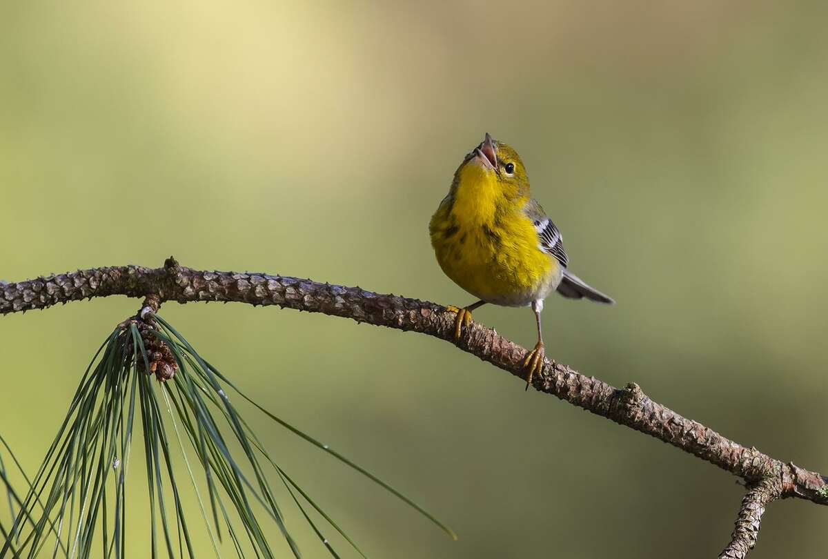 Birdsong foretells Houston’s spring