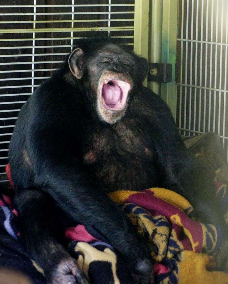 angry chimpanzee face