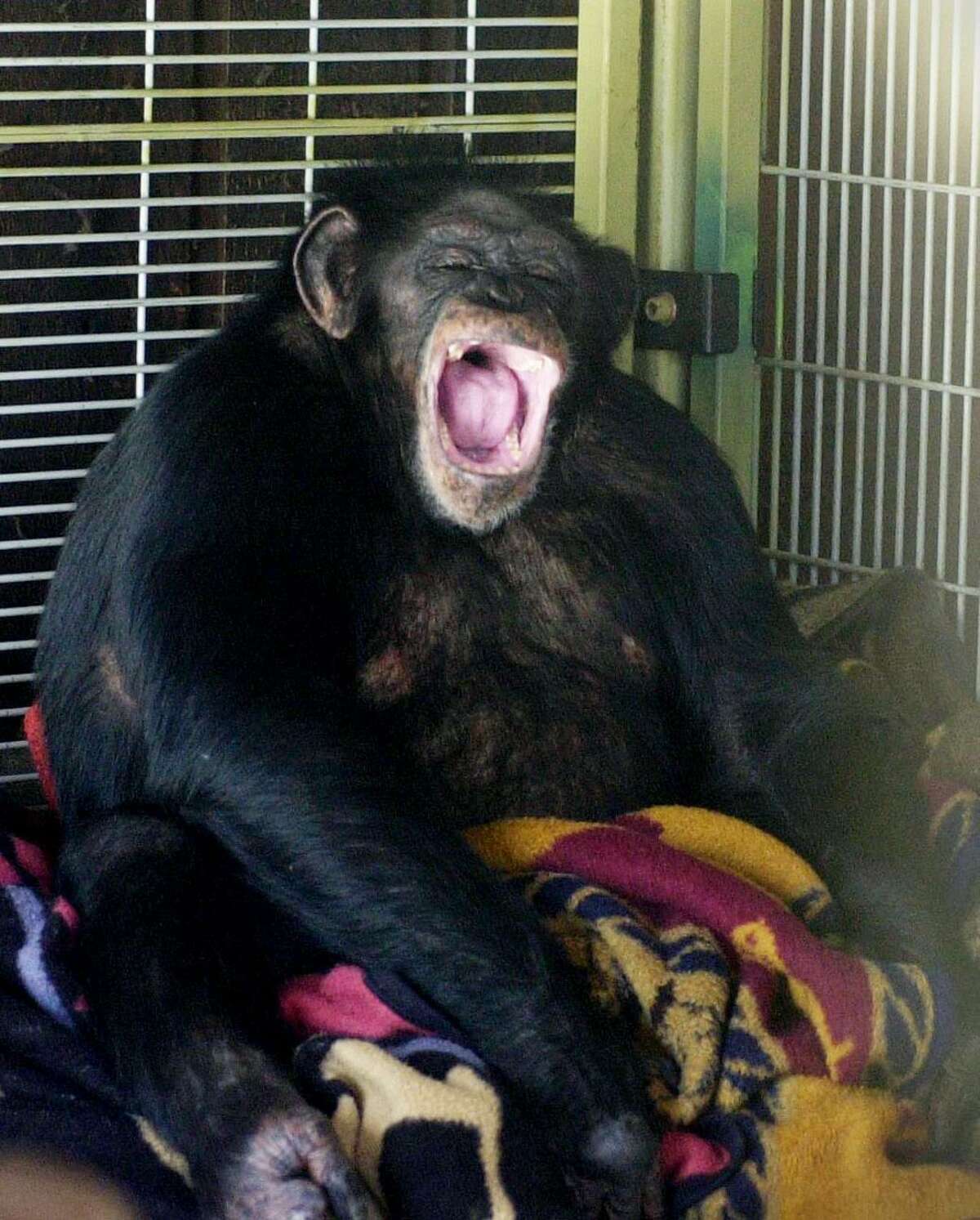 Travis, a 10 year old chimpanzee, sits in the corner of his playroom at the home of Sandy and Jerome Herold. On Feb. 16, 2009, he brutally attacked a friend of his owner’s, leading to police to fatally shoot him.