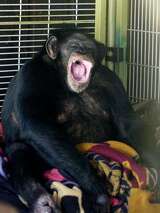 'Chimp Crazy' doc details 2009 Stamford chimp attack of Charla Nash