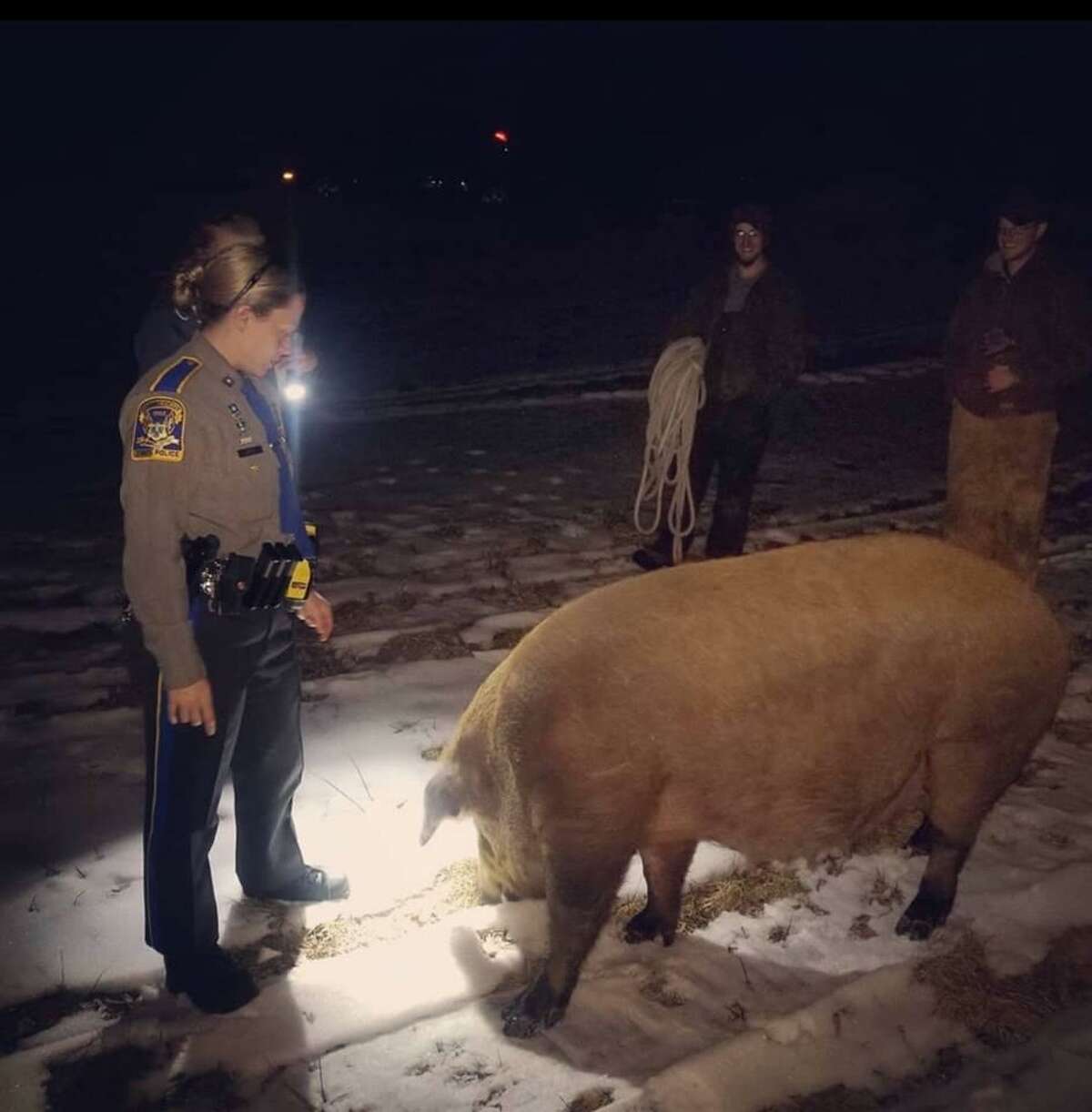 Two state troopers and two residents rescued an escaped pig on Saturday evening.